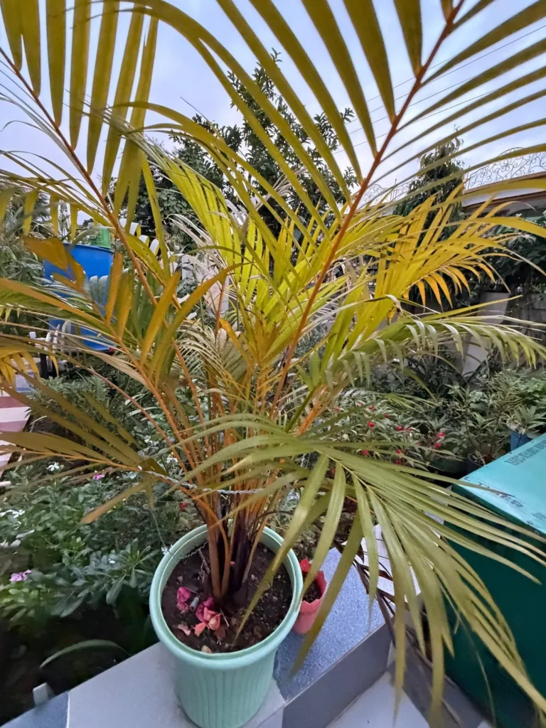Areca palm in a pale green pot at the nursery