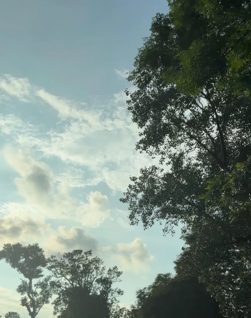 Tree canopy against an early morning sky