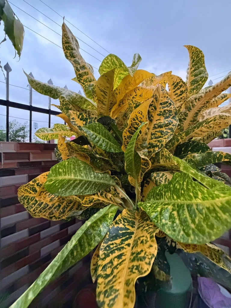 Croton with yellow and green marbled leaves