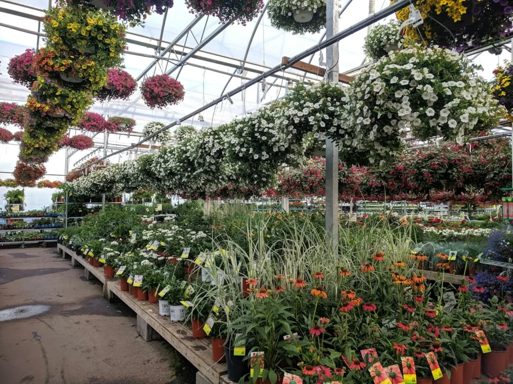 Flowering plants massed in the nursery beds
