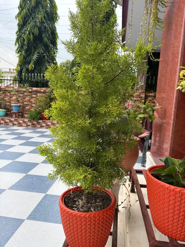 Golden cypress in a ribbed orange planter