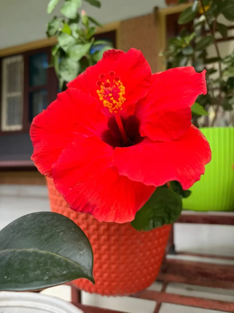 Red hibiscus in a textured terracotta planter