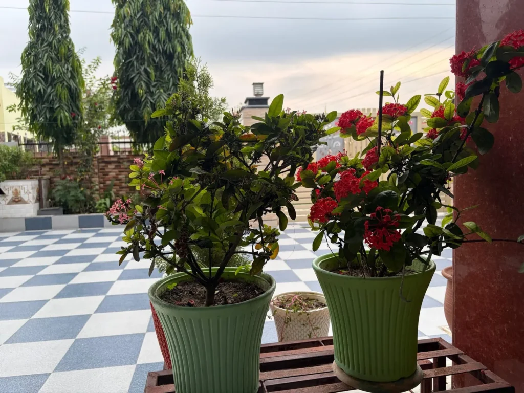 Ixora in green ribbed pots on a terrace