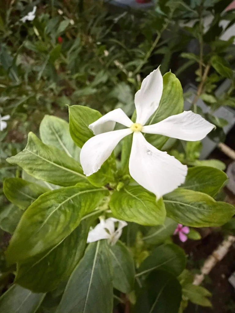 White periwinkle flower among green leaves