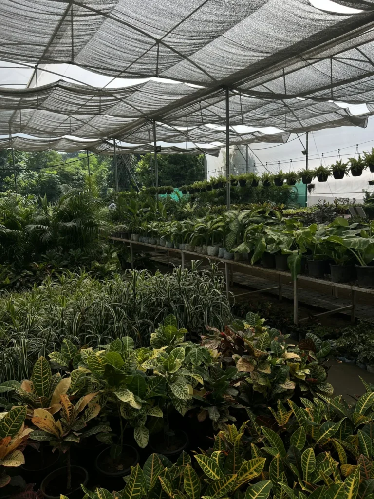 Planting laid out under a nursery canopy