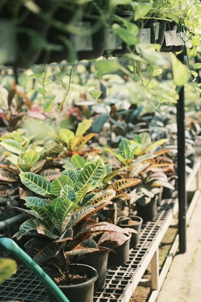 Young plants lined up on a nursery shelf