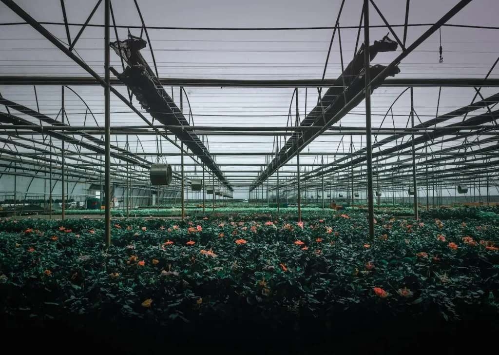 Foliage plants growing under a nursery roof